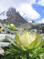 天山、雪蓮花渾然天成