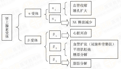 腎上腺素受體激動作用 