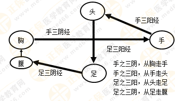 專業(yè)師資帶你學（九）：執(zhí)業(yè)藥師《中藥綜》經(jīng)絡(luò)與經(jīng)絡(luò)系統(tǒng)！5圖2表！