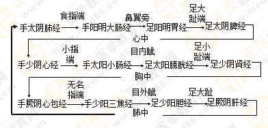 專業(yè)師資帶你學（九）：執(zhí)業(yè)藥師《中藥綜》經(jīng)絡(luò)與經(jīng)絡(luò)系統(tǒng)！5圖2表！