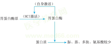 胃蛋白酶作用機(jī)制