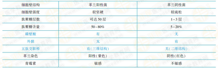 革蘭氏陽性菌與陰性菌結構特點