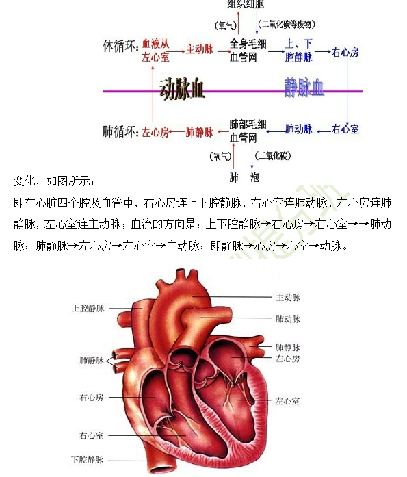 2019年臨床助理醫(yī)師心血管系統(tǒng)16個高頻考點(diǎn)速記！