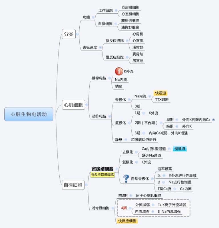 心臟生物電活動