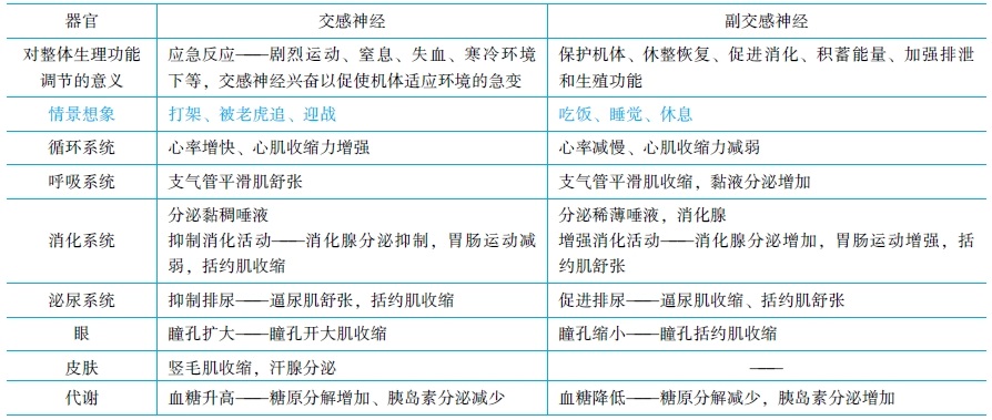 神經(jīng)系統(tǒng)對內臟活動的調節(jié)