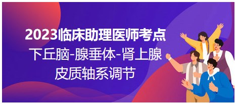 2023臨床助理醫(yī)師考點(diǎn)；下丘腦-腺垂體-腎上腺皮質(zhì)軸系調(diào)節(jié)