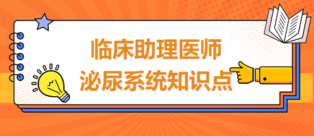 臨床助理醫(yī)師泌尿系統(tǒng)知識點